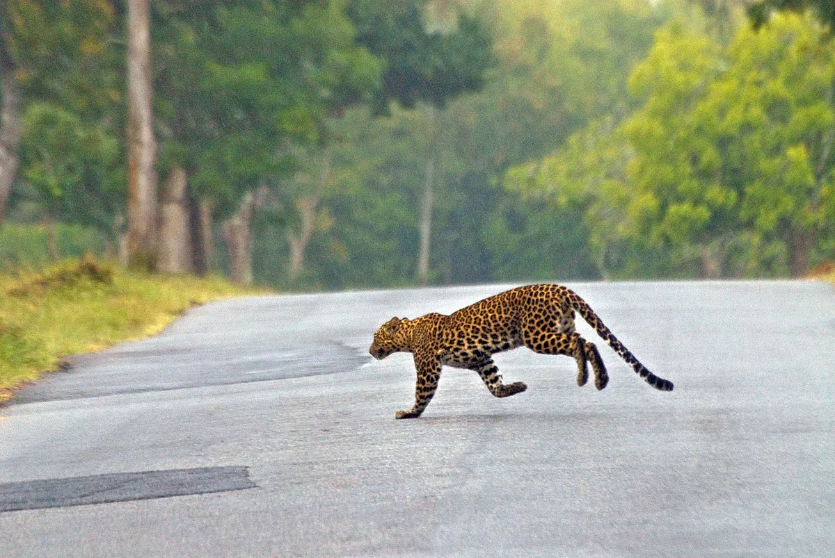 Roads emerging as a critical threat to leopards in India?