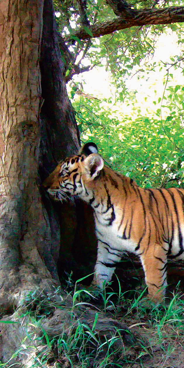 From intent to action: A case study for the expansion of tiger conservation from southern India