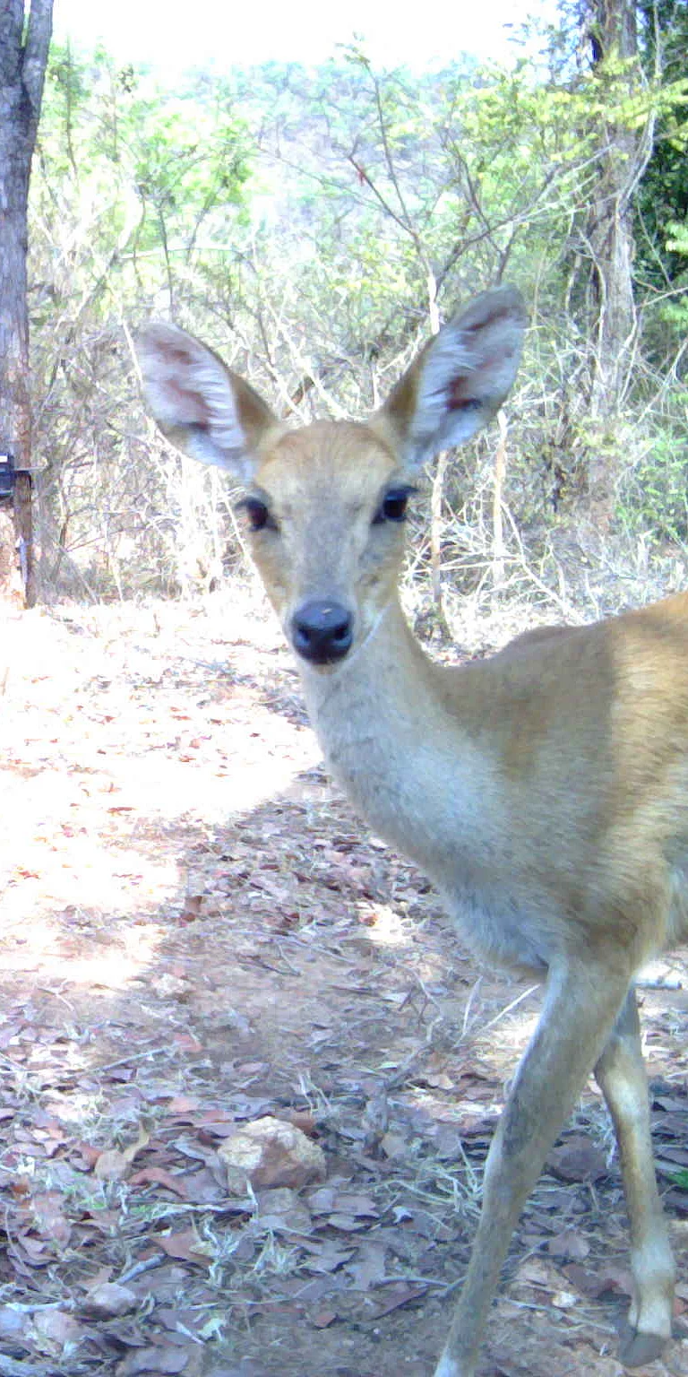 Two new records of distribution of four-horned antelope (Tetracerus quadricornis)