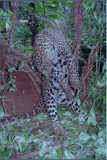 Quantifying Wire Snares as a Threat to
Leopards in Karnataka, India