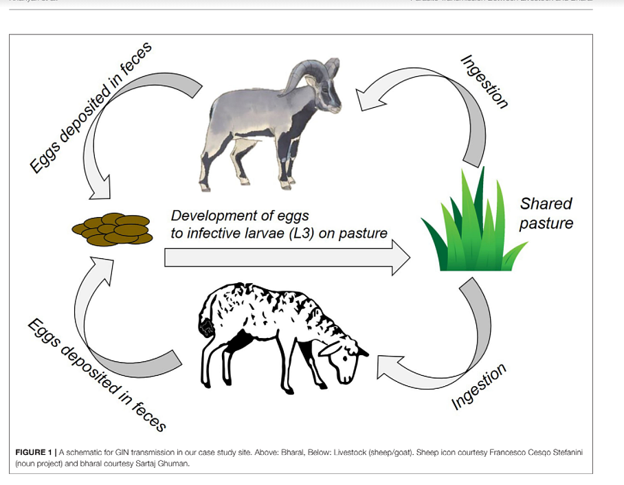 Predicting Parasite Dynamics in Mixed-Use Trans-Himalayan Pastures to Underpin Management of Cross-Transmission Between Livestock and Bharal 