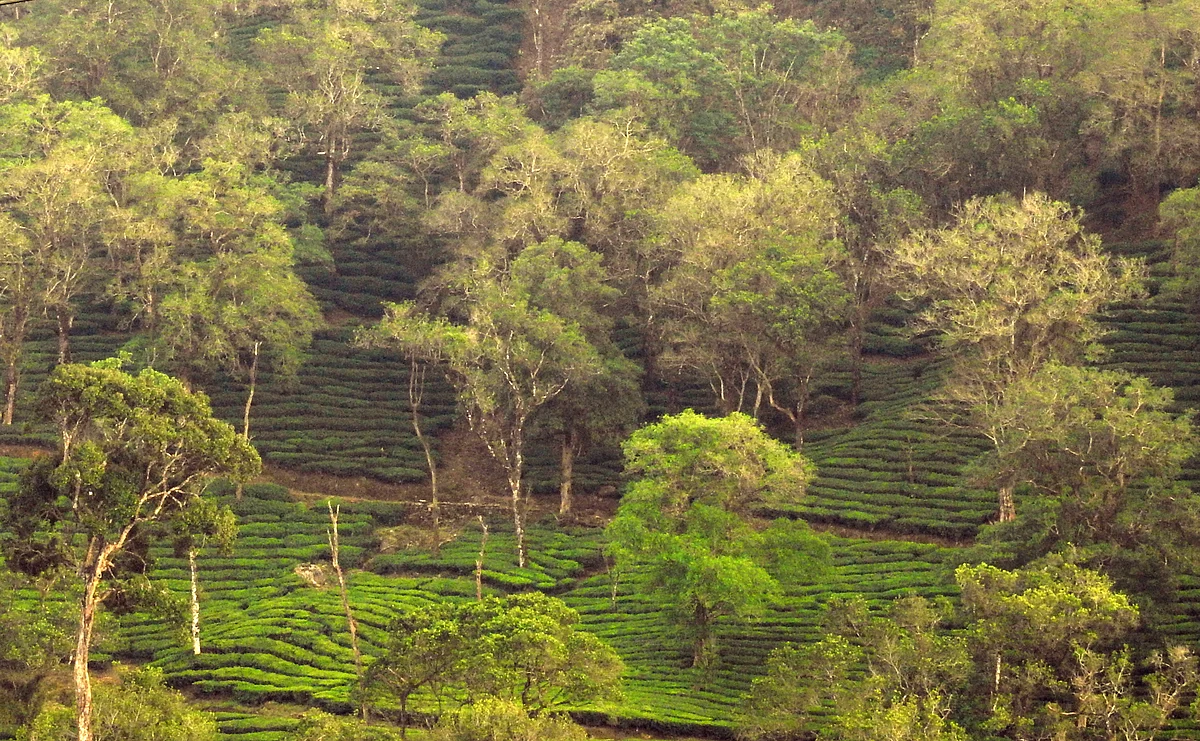 Tea plantation with native shade trees in the Anamalai Hills