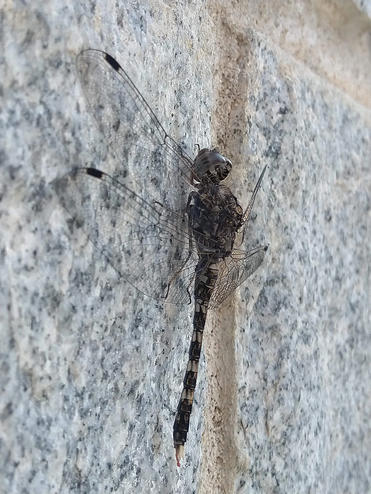 <div class="paragraphs"><p>A dragonfly resting on a wall along a busy city street</p></div>