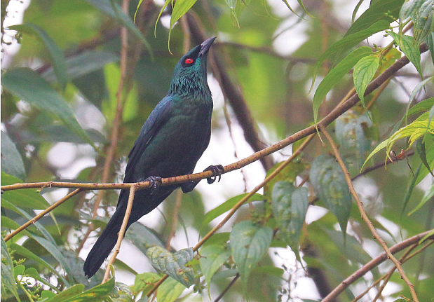 <div class="paragraphs"><p>Asian Glossy Starling in Tripura</p></div>