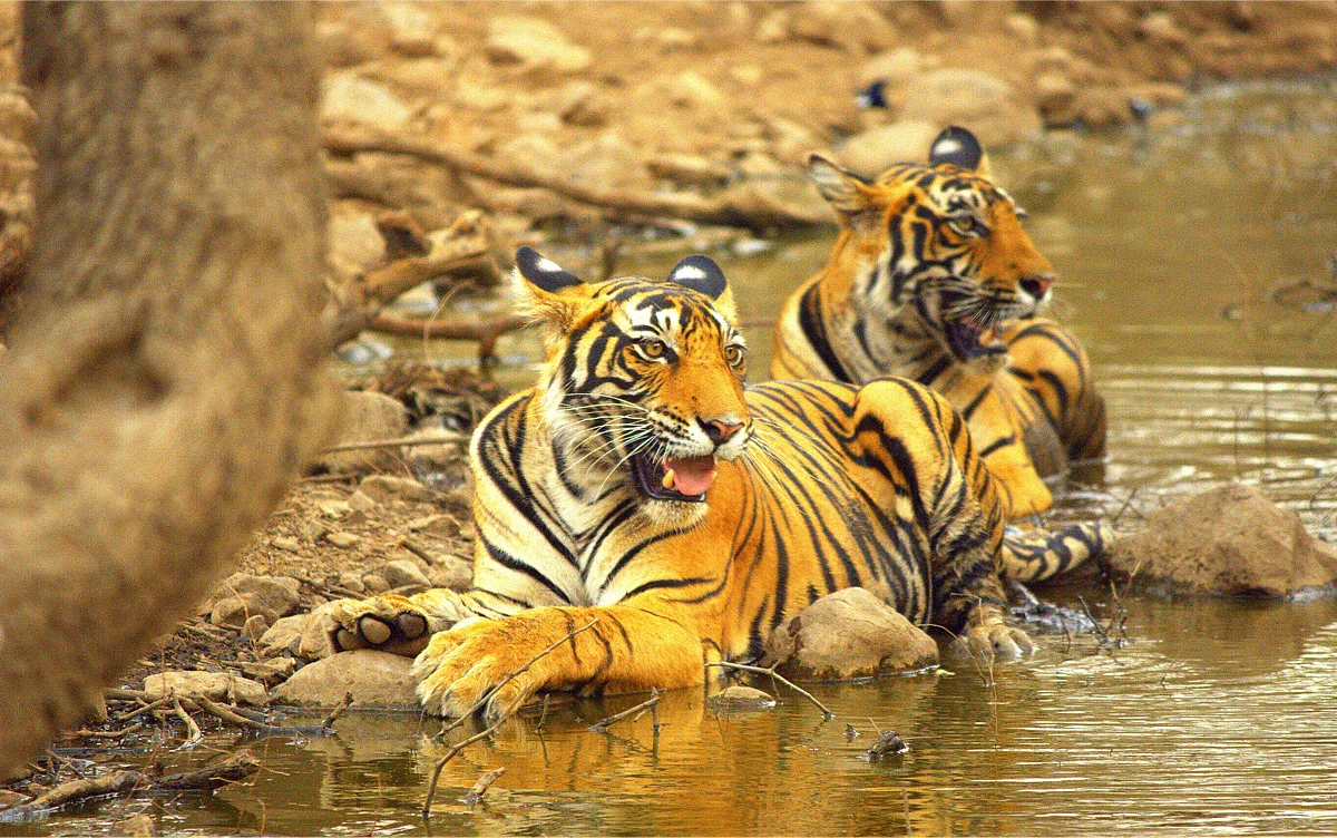 Siblings cooling off in the summer heat, Ranthambore, India