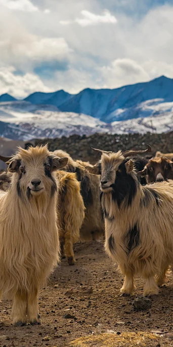 Sustainable Development in the High Mountains - The Case of Ladakh Pashmina