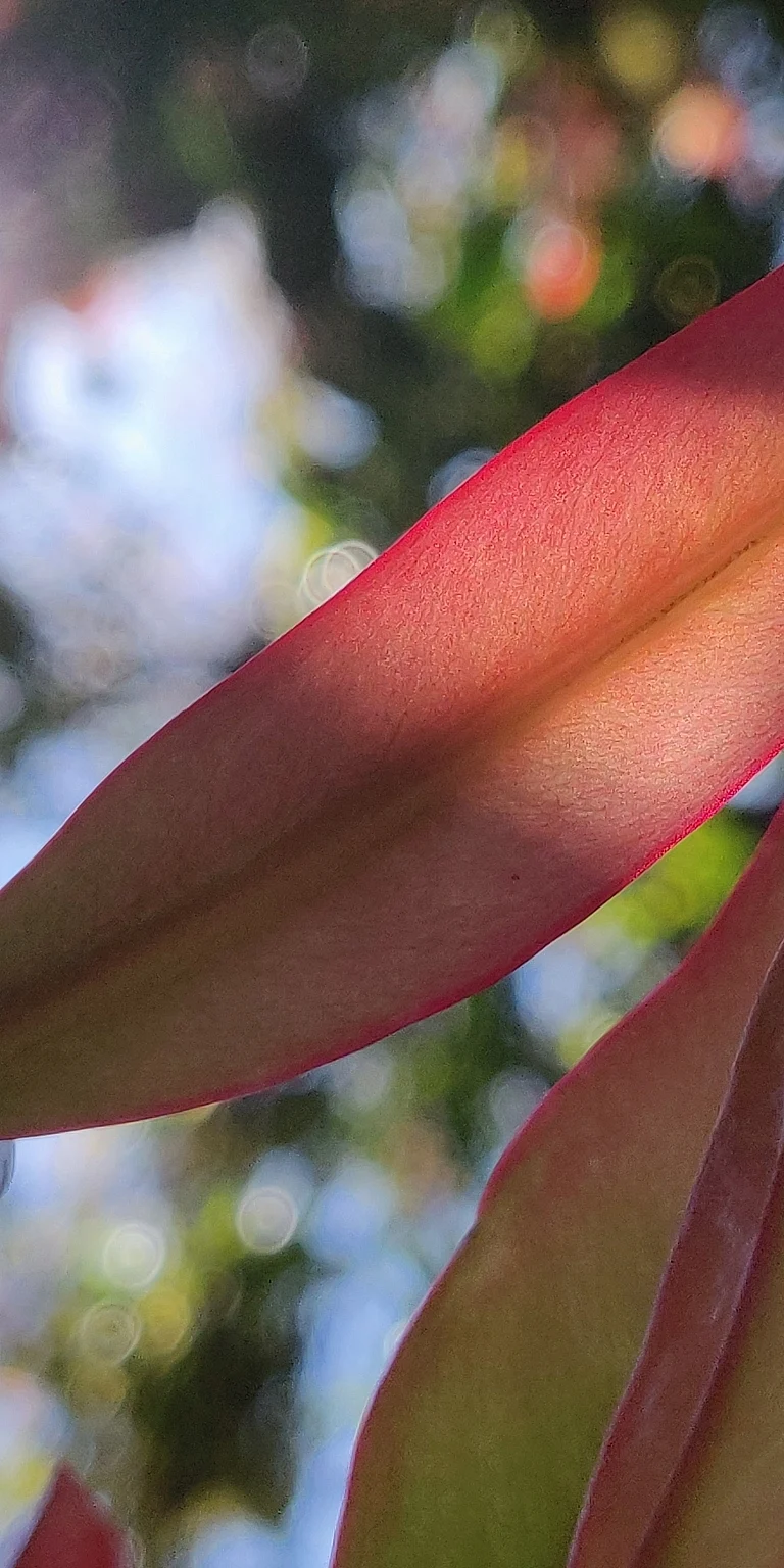 Leaf flush in Garcinia gummi-gutta