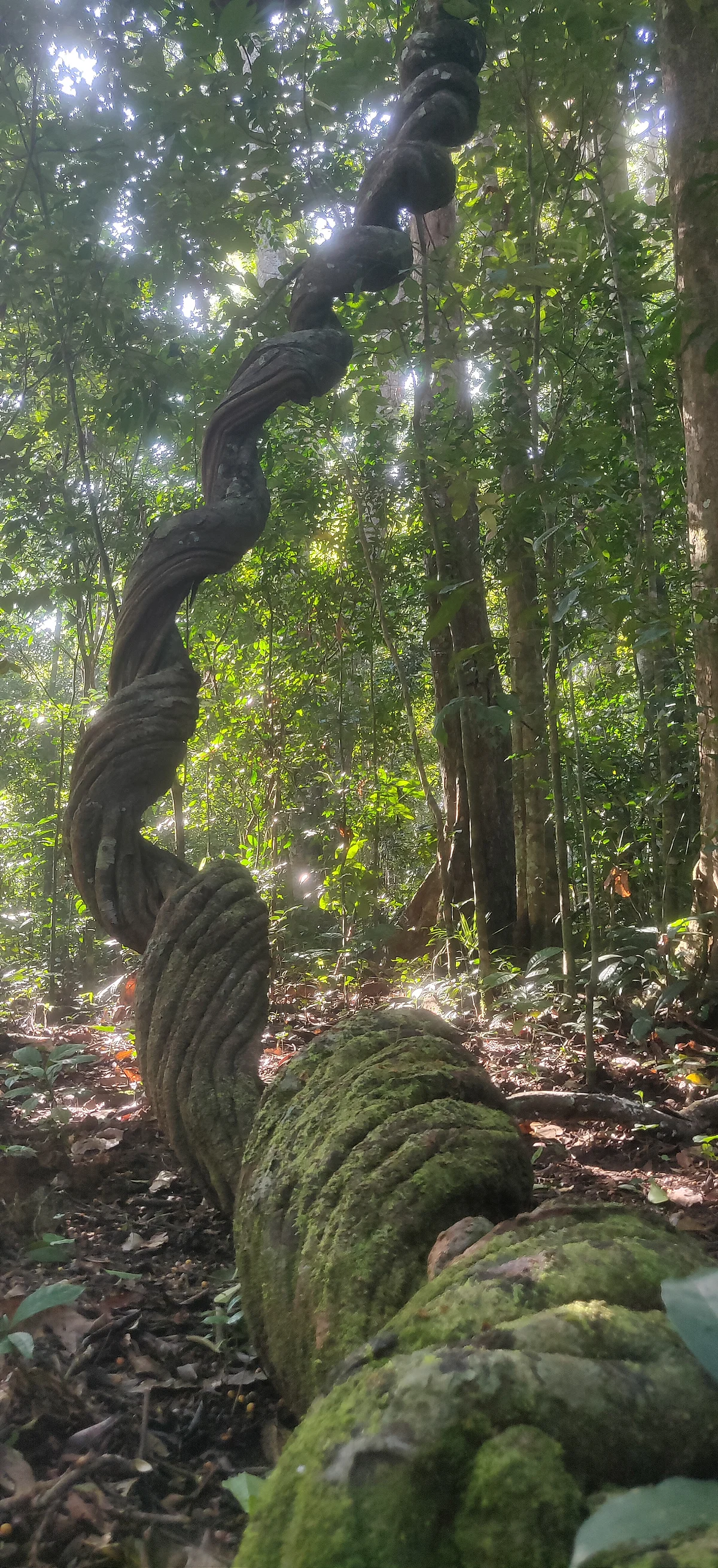Woody liana snaking up from the rainforest understorey