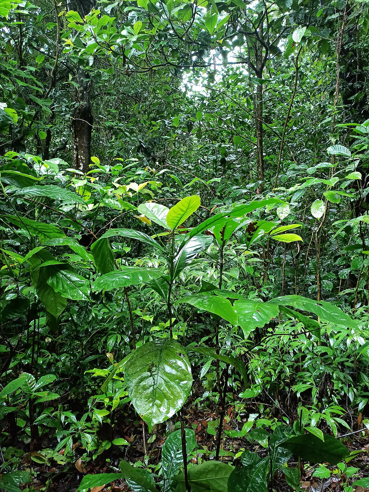 Abandoned coffee plantation