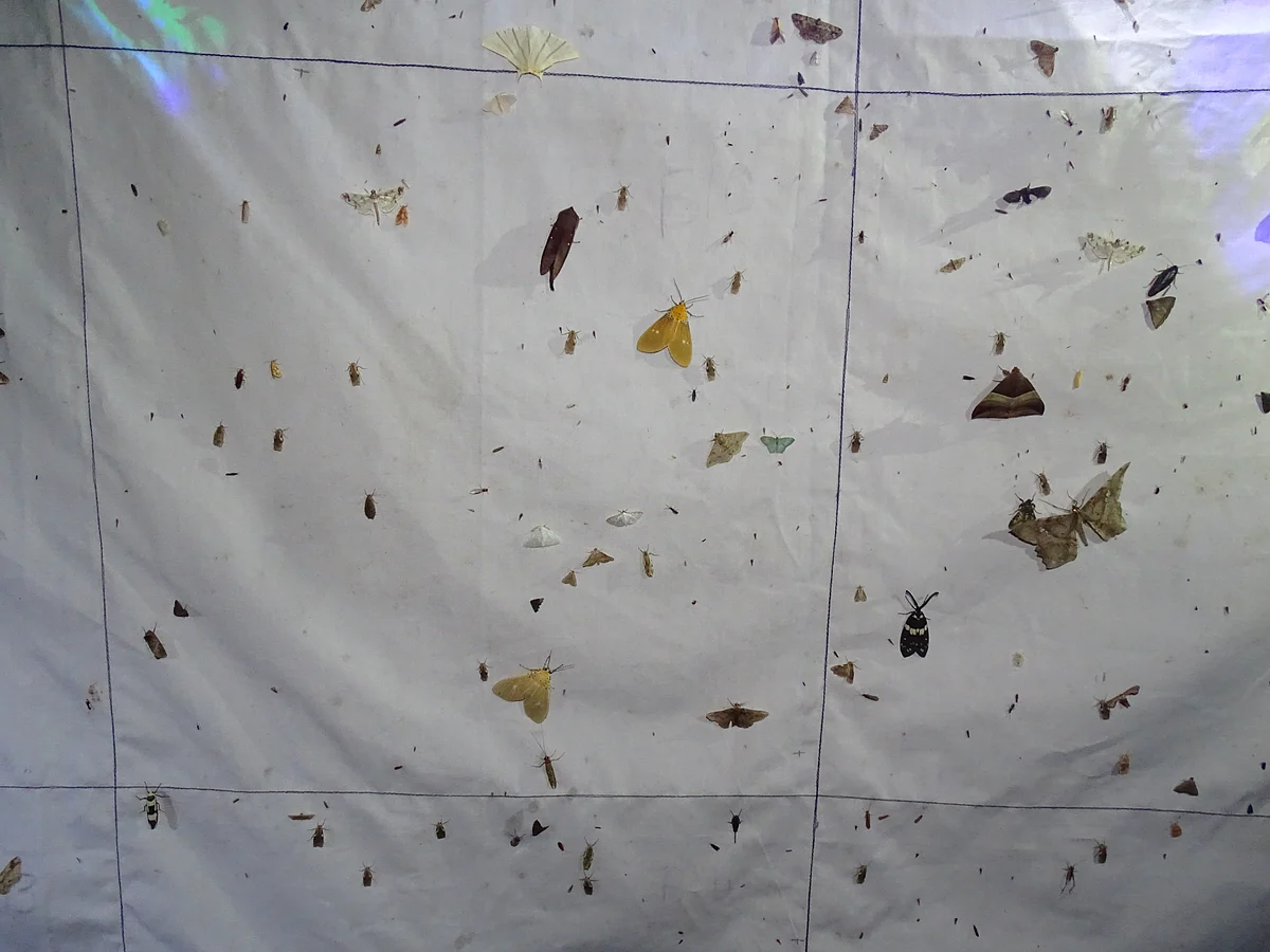 Nocturnal insects at a light screen in the rainforest
