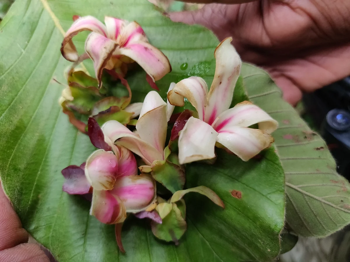 Dipterocarpus boudillonii flower and leaf