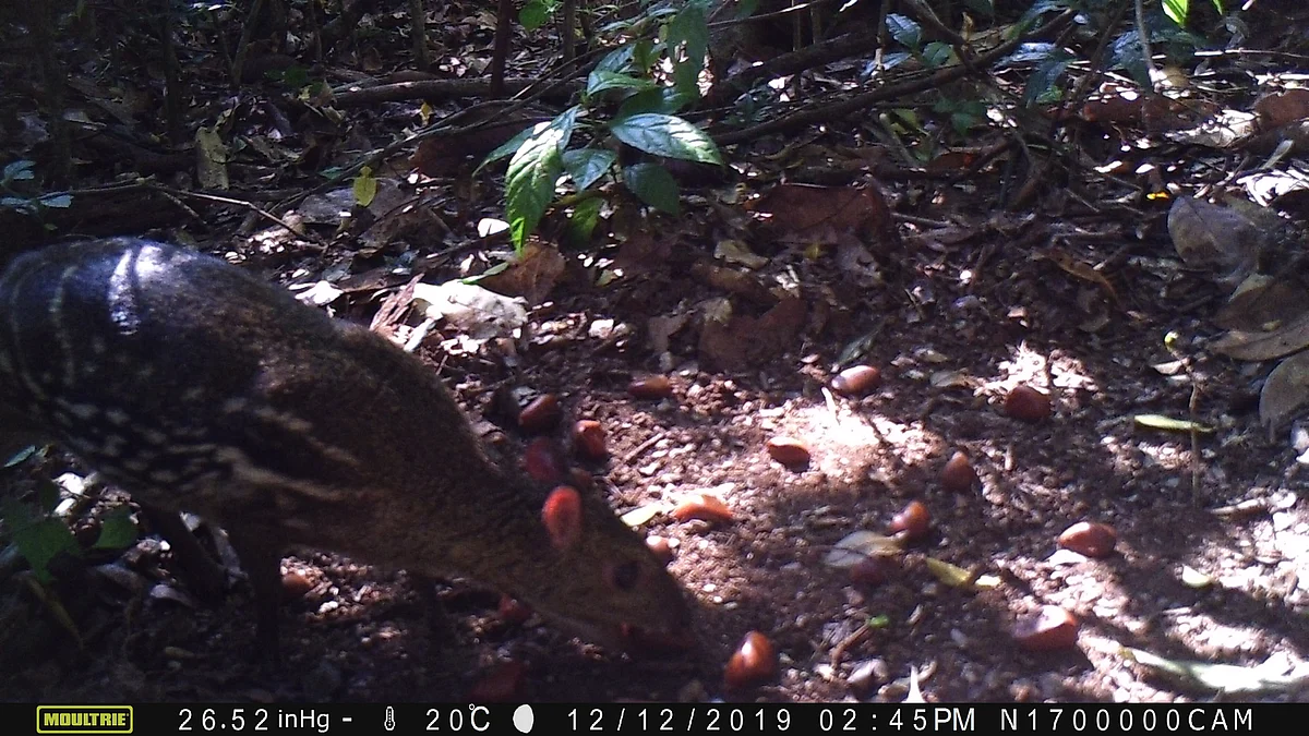 Seed predation by Indian Chevrotain