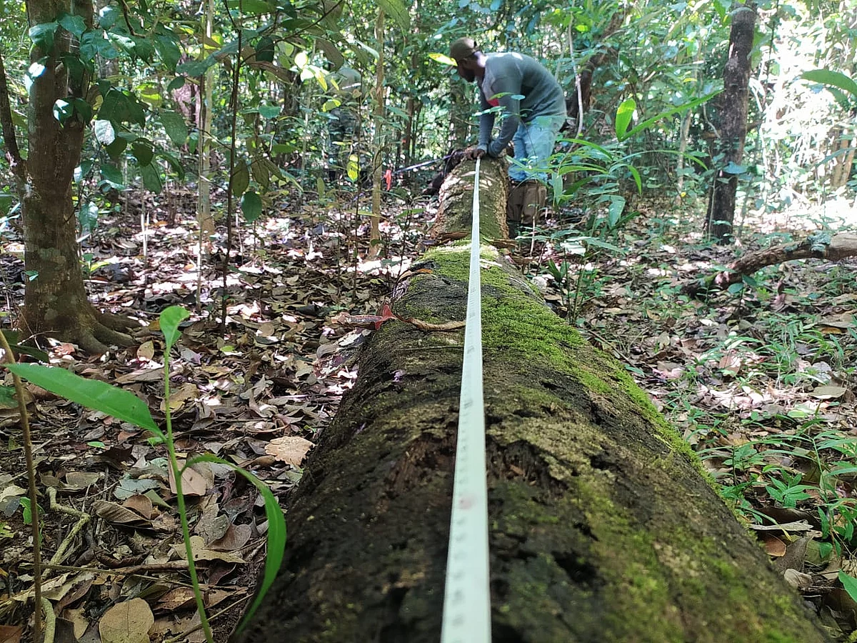 Measuring coarse woody debris in a rainforest