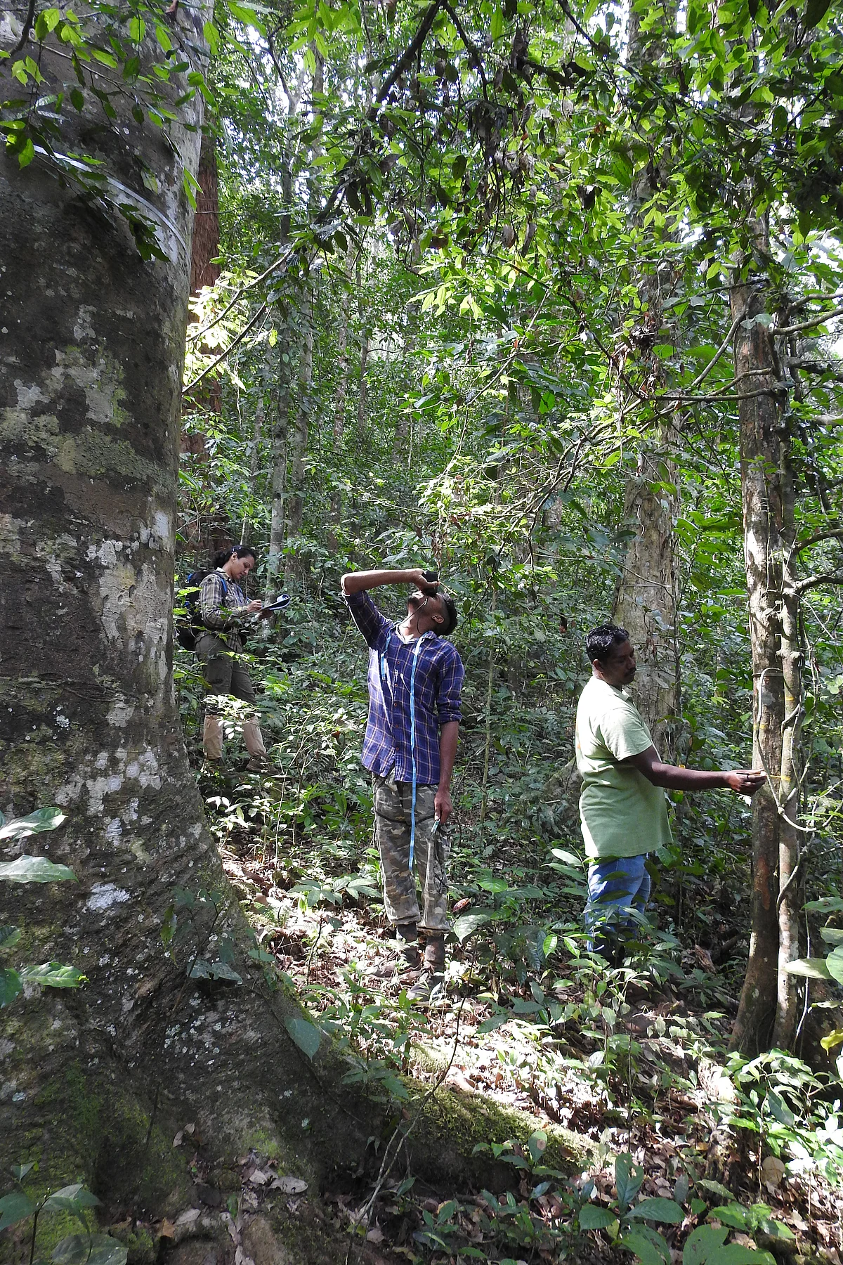 Annual census and tree measurement
