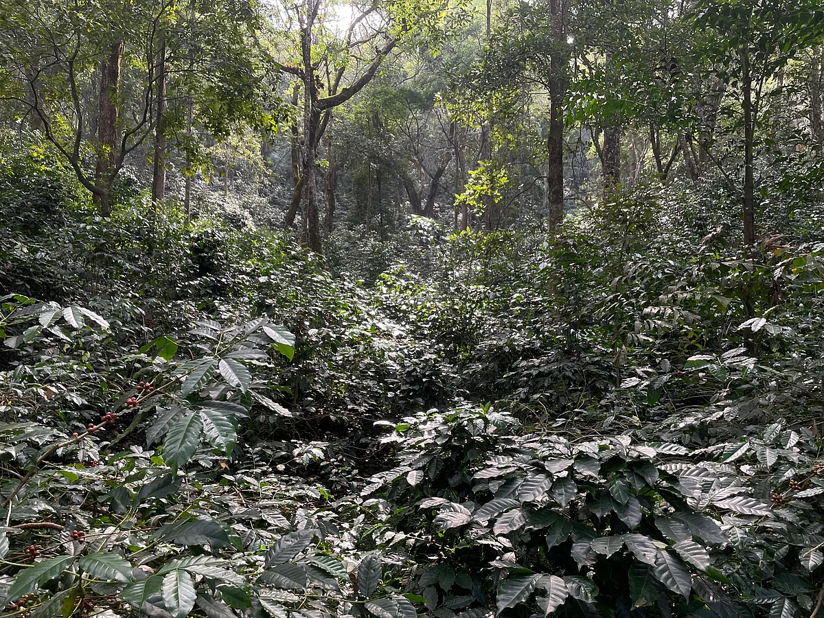 Shade coffee estate in the Western Ghats 