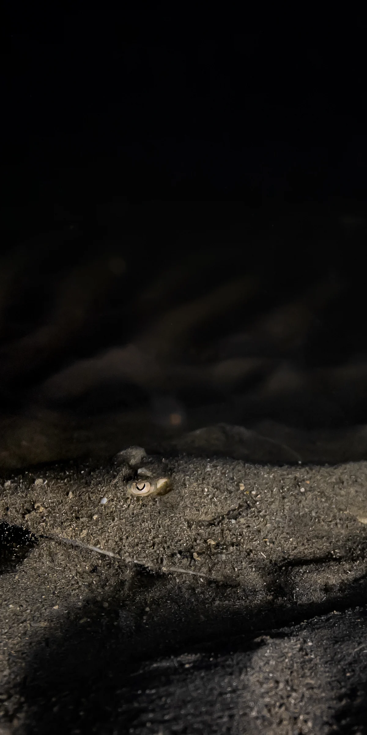 A Giant Guitarfish pup erupts from beneath a fine layer of sand as it swims off into the darkness. 