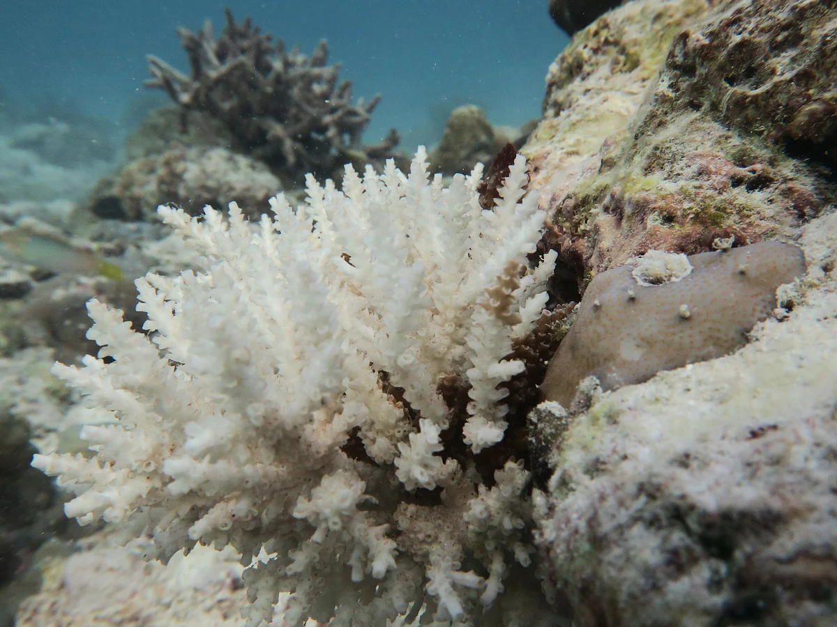 Carbonate budgets in Lakshadweep Archipelago bear the signature of local impacts and global climate disturbances