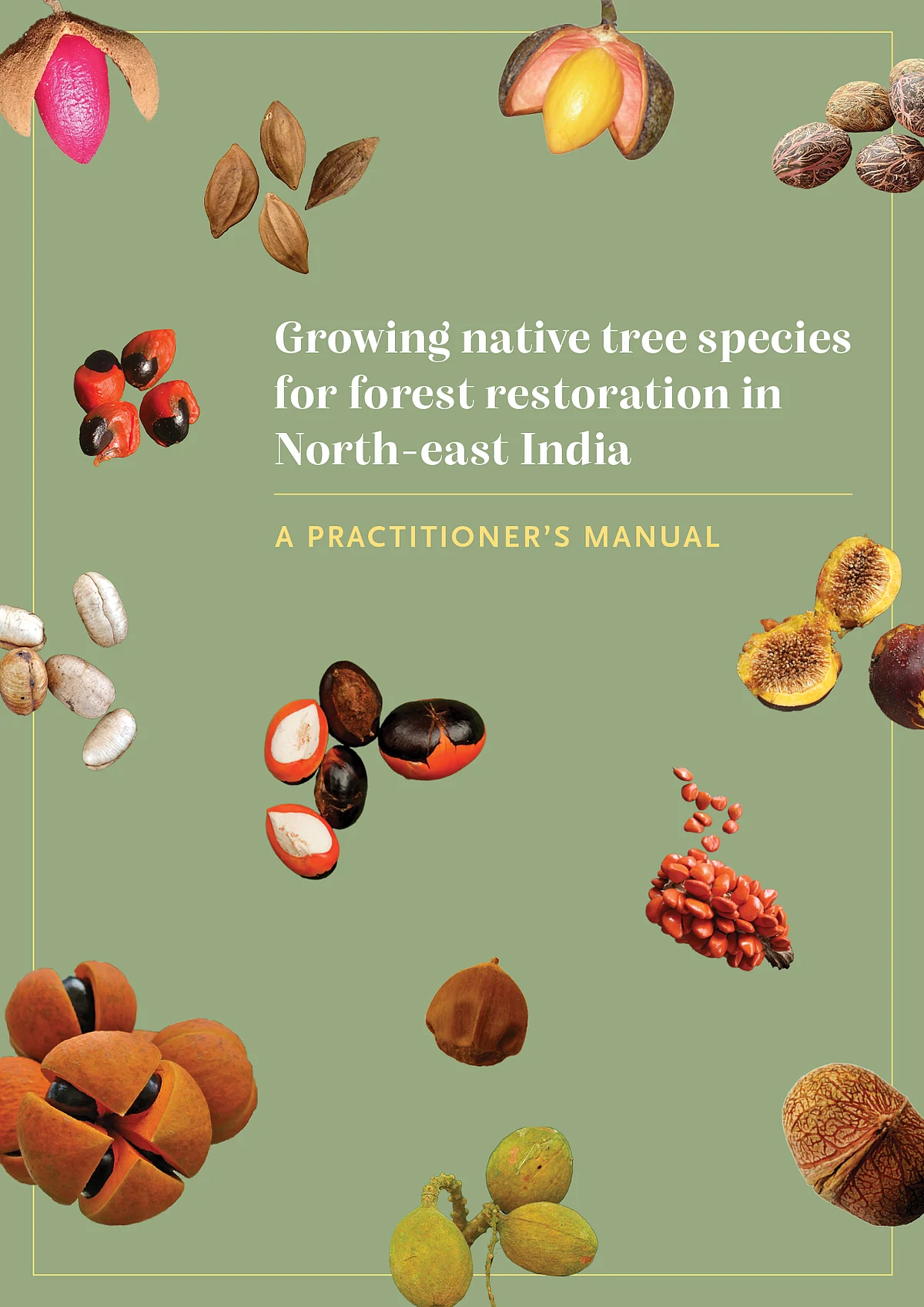 Growing native tree species for forest restoration in North-east India