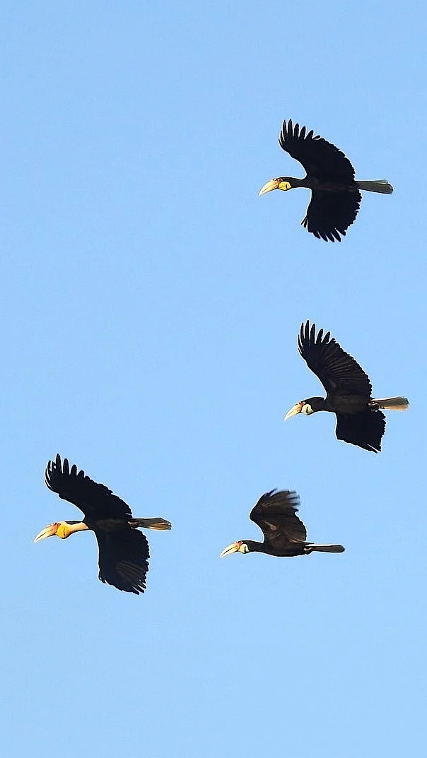 Roosting patterns of hornbills in Buxa Tiger Reserve in the Indian Eastern Himalaya