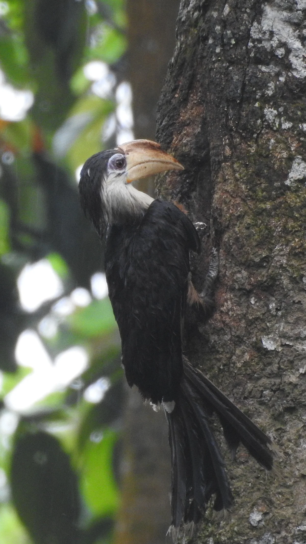 The breeding biology of the co-operatively breeding White-throated Brown Hornbill (Anorrhinus austeni) in north-east India