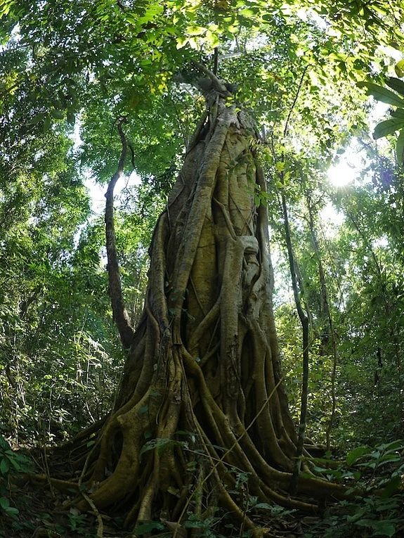 Patterns of Leaf, Flower, and Fruit Phenology and Environmental Relationships in a Seasonal Tropical Forest in the Indian Eastern Himalaya