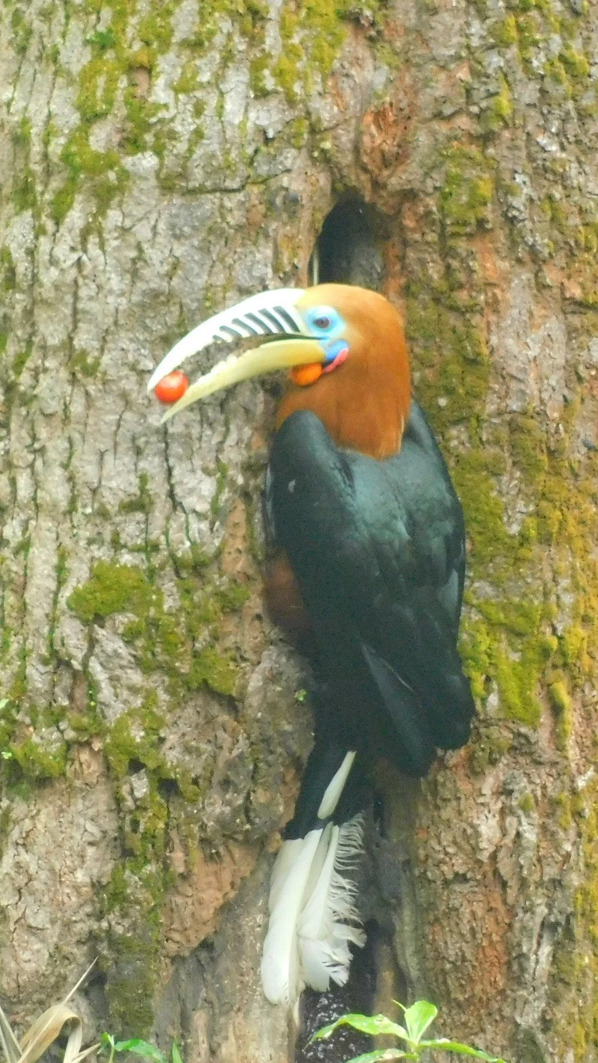 Hornbill Nest Adoption Program - 2022 Breeding Season