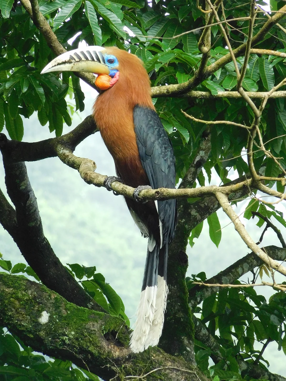 Hornbill abundance and habitat relationships in a human-impacted protected area in the Indian Eastern Himalaya