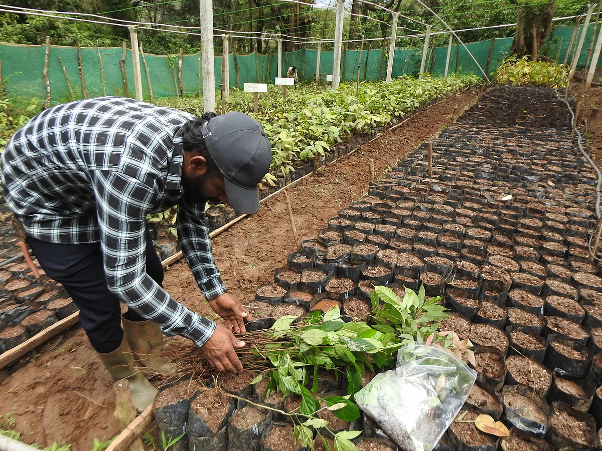 Native tree seedlings rescued from a coffee agroforest to a restoration nursery