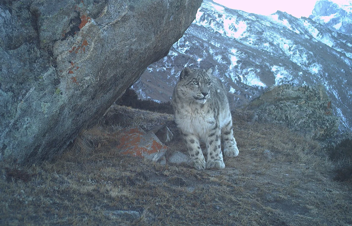 Status of Snow Leopards
and other High-Altitude Mammals in Kishtwar Himalayas, Jammu and Kashmir