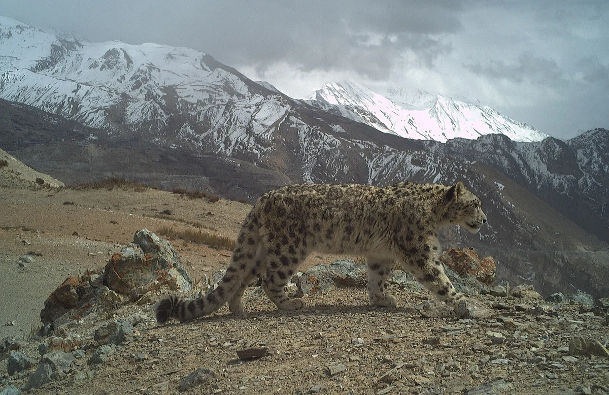Tracking Snow Leopards in High Himalayas