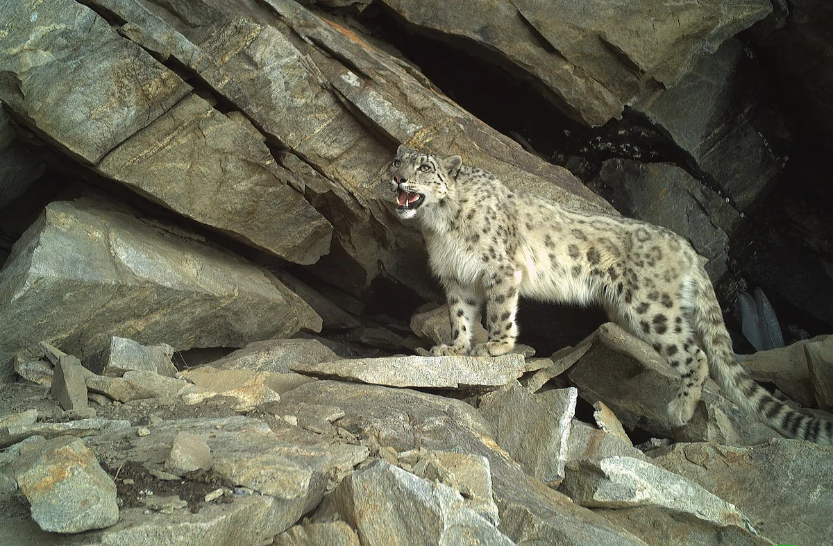 A new dawn? Population baselines of snow leopards and other mammals of the Kishtwar High Altitude National
Park, India