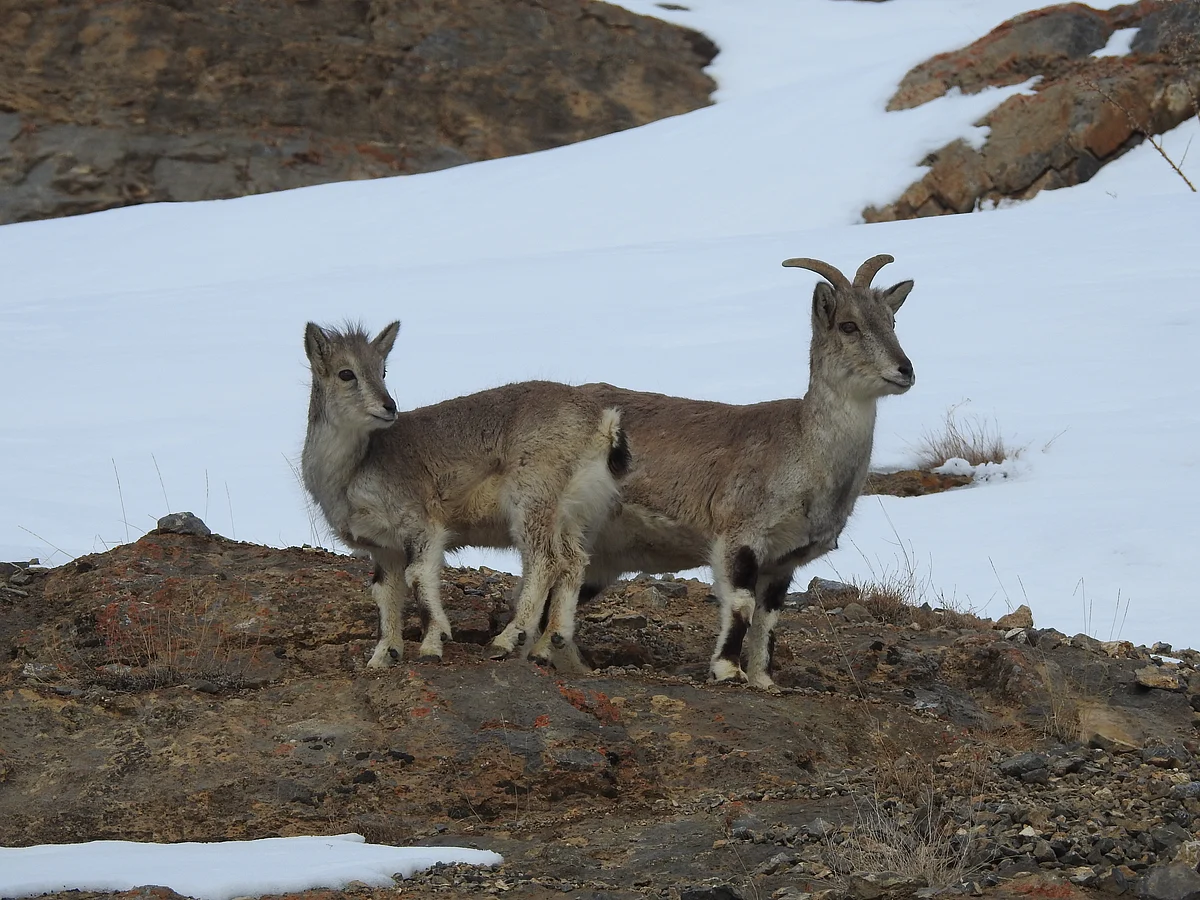 Can livestock grazing dampen density-dependent fluctuations in wild herbivore populations?