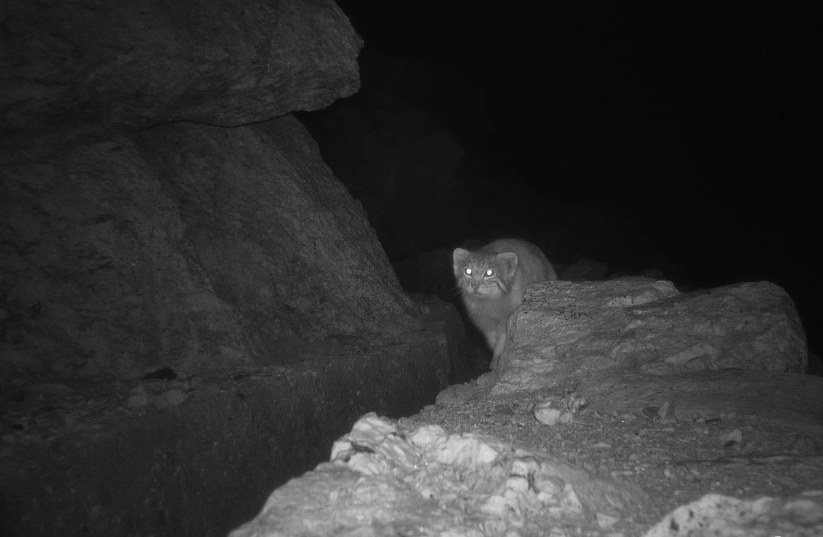 First Photographic Evidence of Pallas’s Cat (Otocolobus manul) from Himachal Pradesh, India