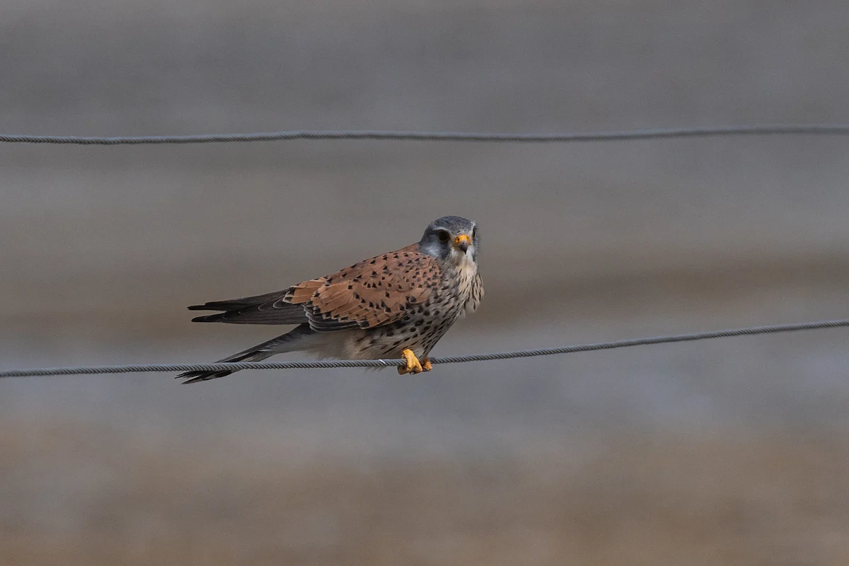 Encounter rates and active nests of raptors in the Indian Trans-Himalaya: Towards a long-term monitoring program