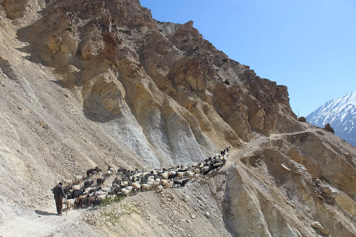 Predicting and reducing potential parasite infection between migratory livestock and resident Asiatic ibex of Pin valley, India