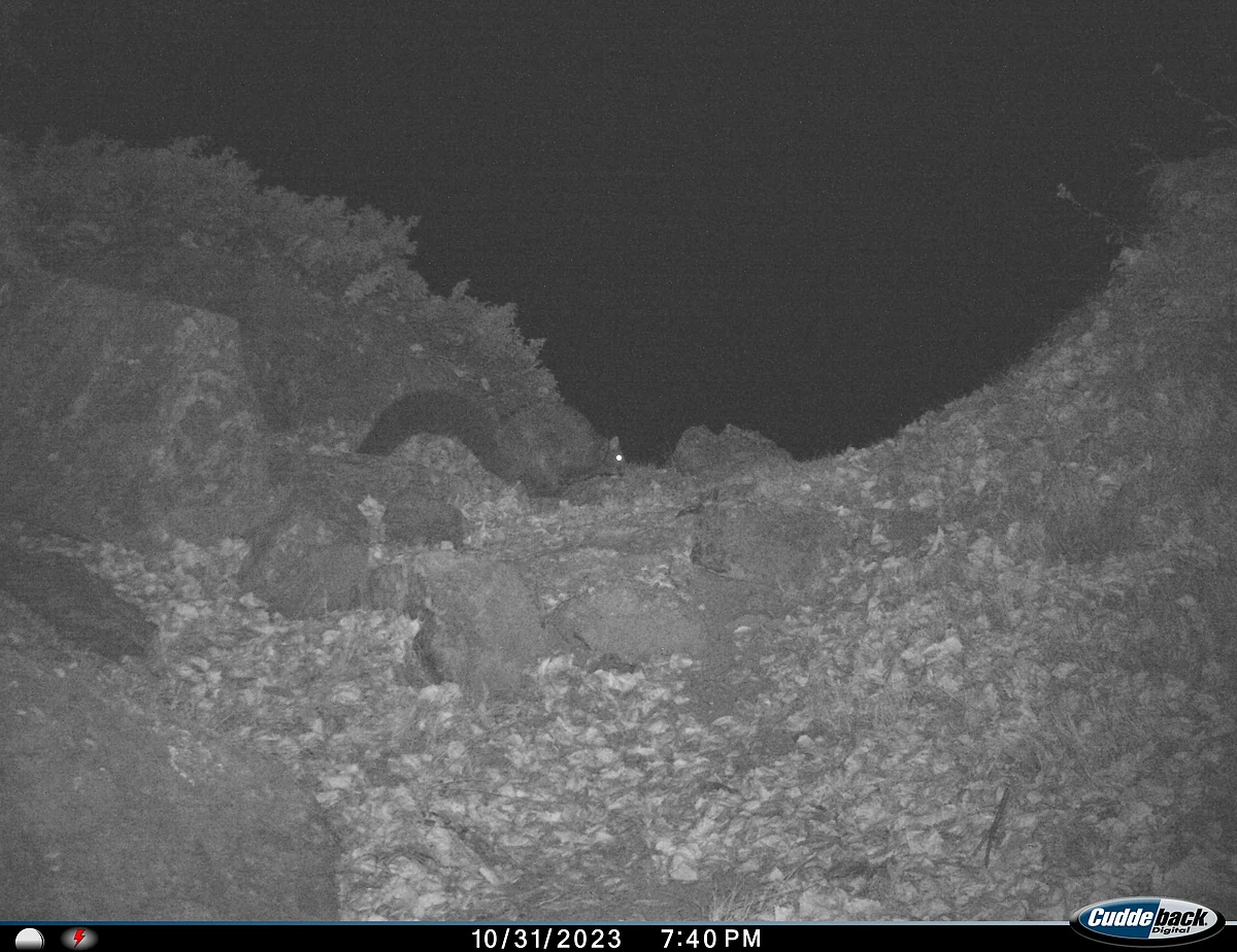 Camera trapping survey for snow leopard provides first photographic record of Woolly Flying Squirrel from Kishtwar Himalayas, India