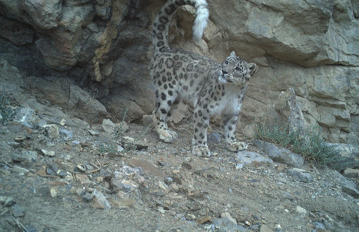 Status of Snow Leopard in Himachal Pradesh