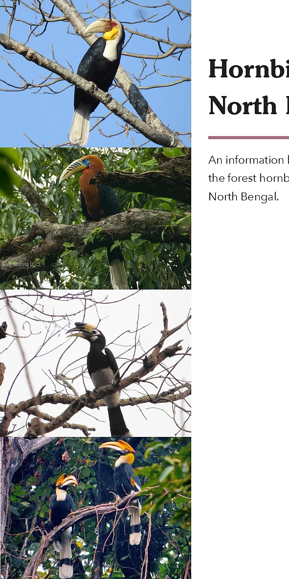 Hornbills of North Bengal