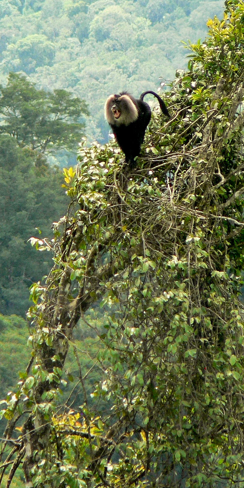 Lion-tailed Macaque Poster