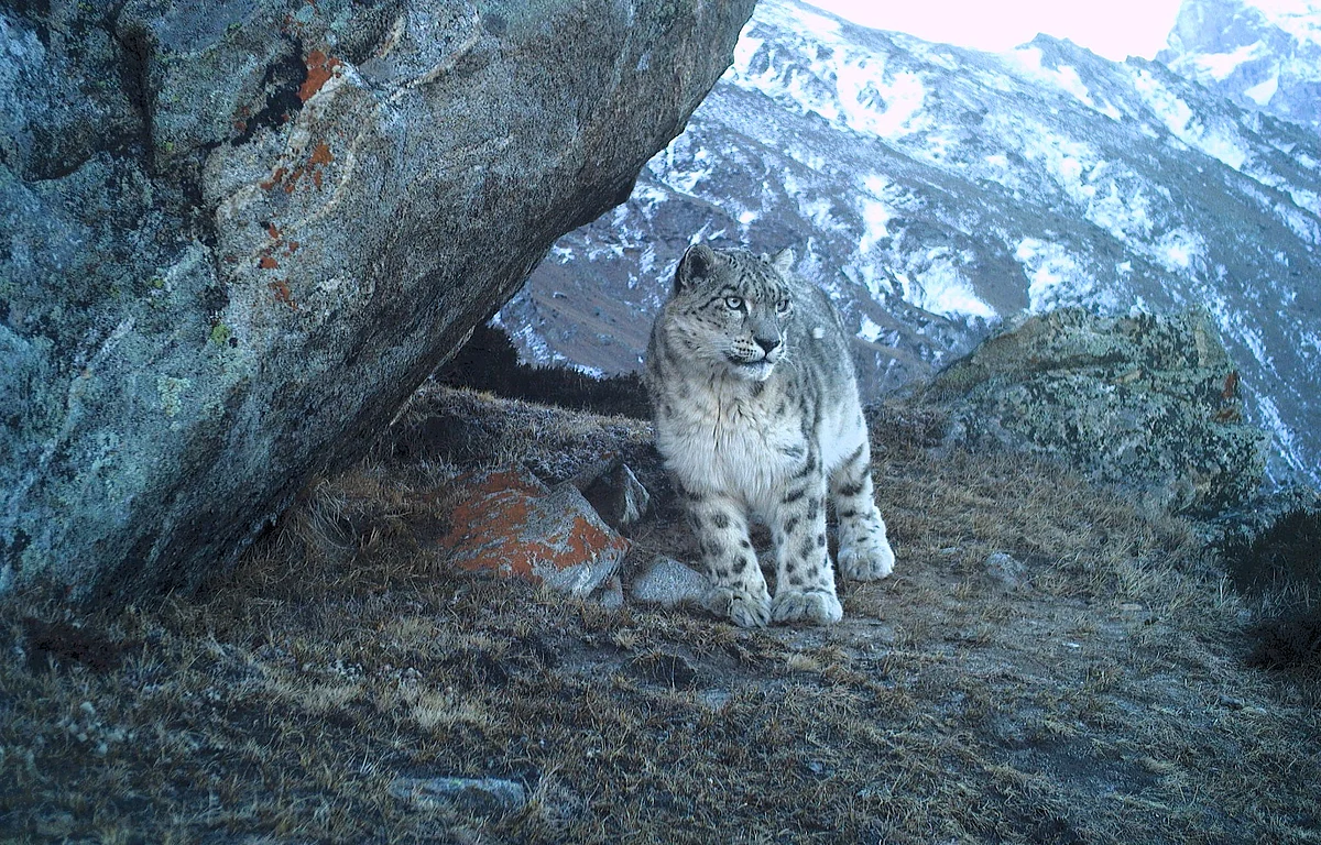 Snow leopard captured on camera trap in Paddar, Jammu and Kashmir