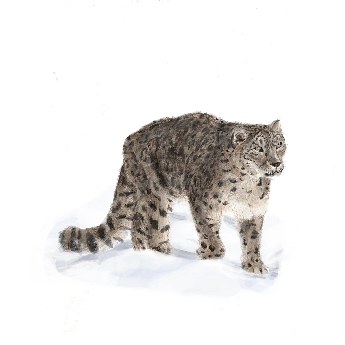 Hamsaai: Our neighbours from the high Himalayas of Jammu & Kashmir