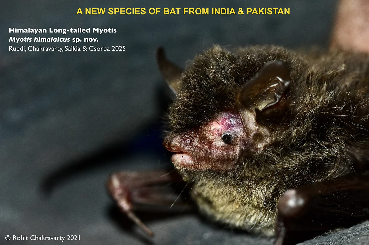 Taxonomic reassessment of bats from the Western Himalayas, India and description of a new species of the Myotis frater complex (Mammalia, Chiroptera, Vespertilionidae)