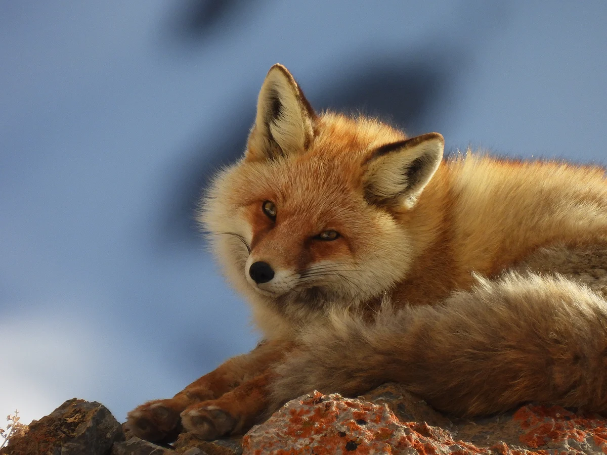 Balancing act: persistence of the red fox in the dog-dominated landscapes of the Trans-Himalaya