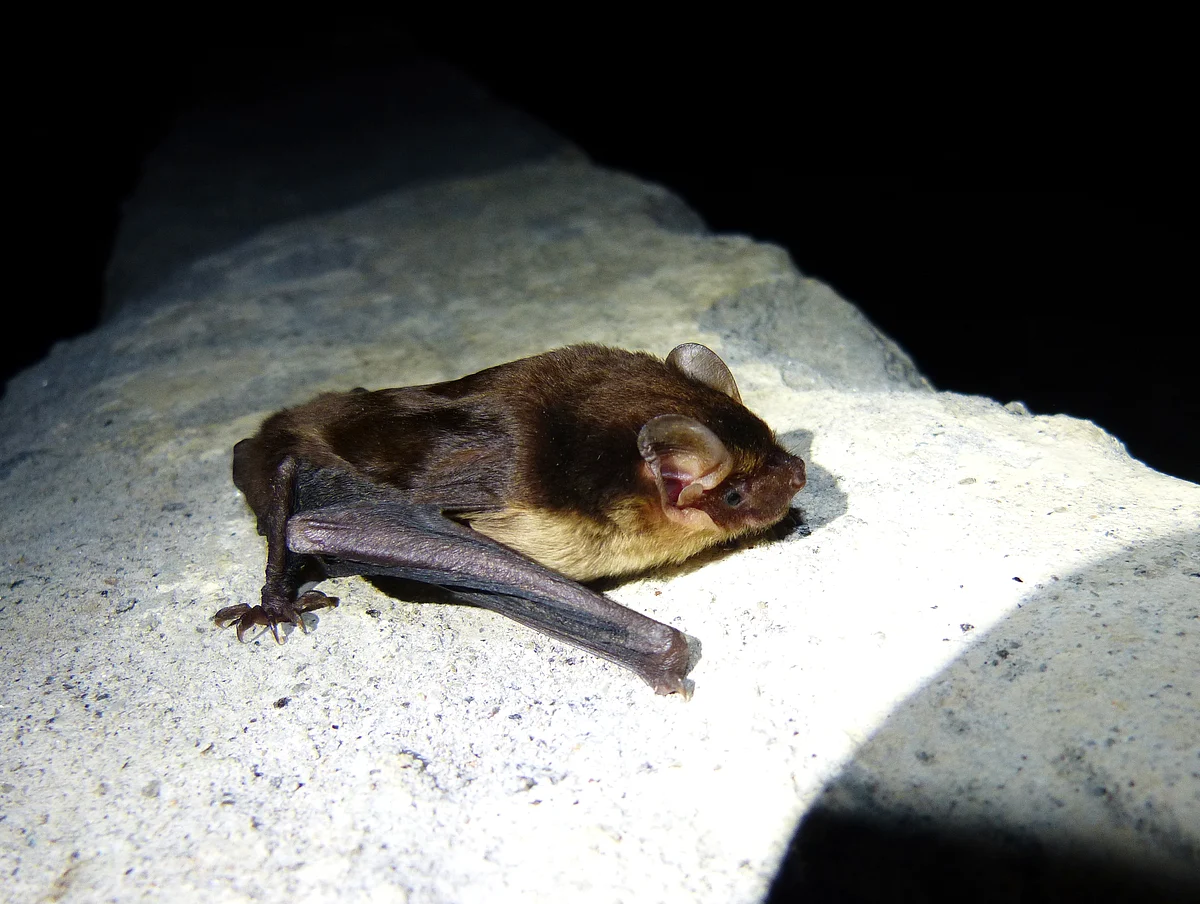 An update on the status of some Data Deficient bat species from India