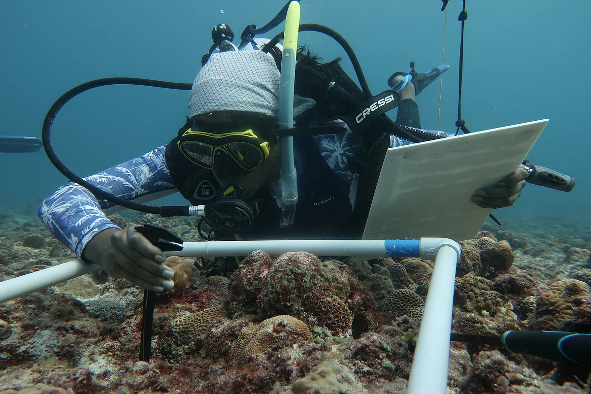 Research papers about NCF’s work on coral reefs and fish communities 