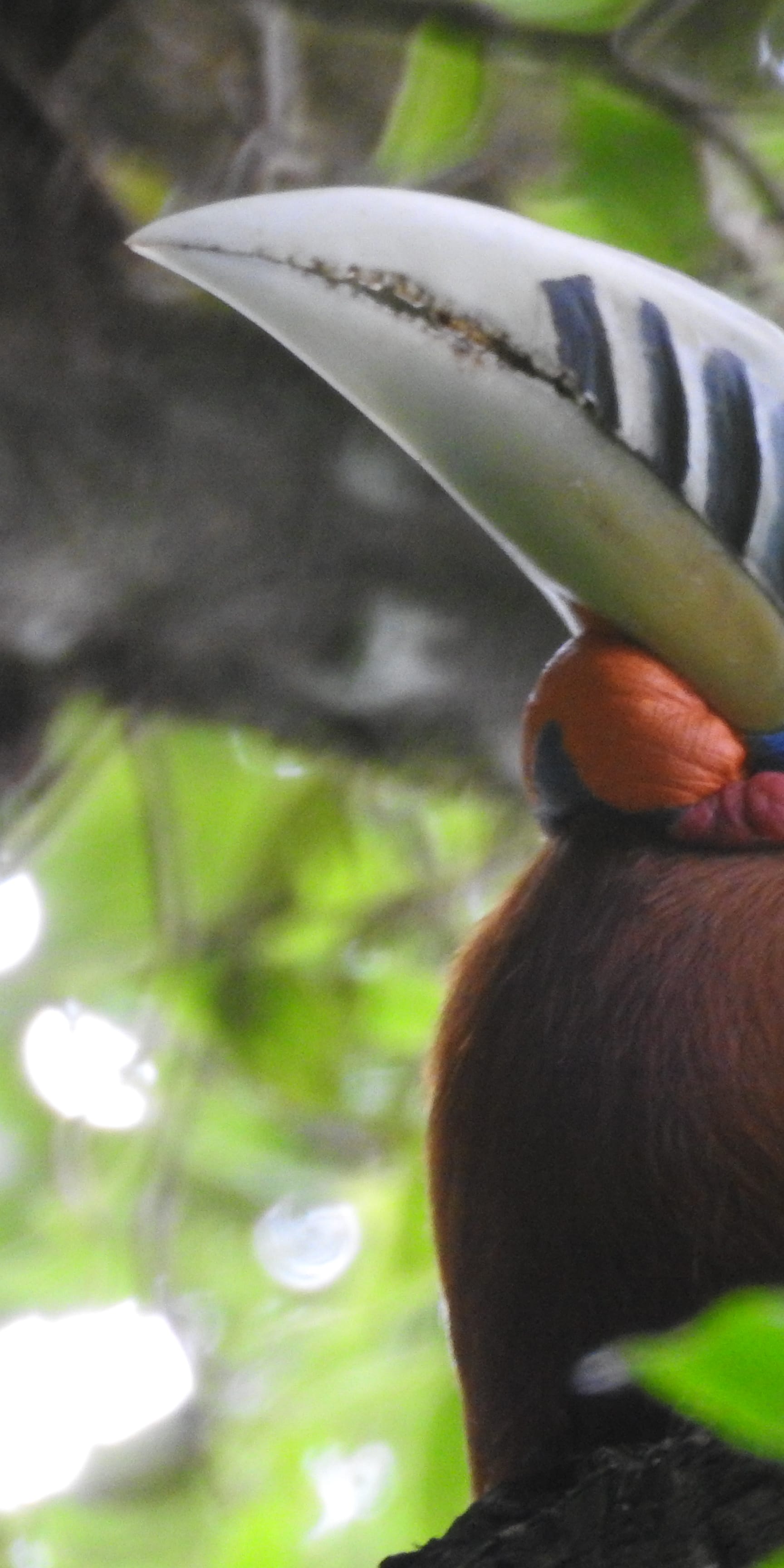 Hornbill Nest Adoption Program - 2025 Breeding Season