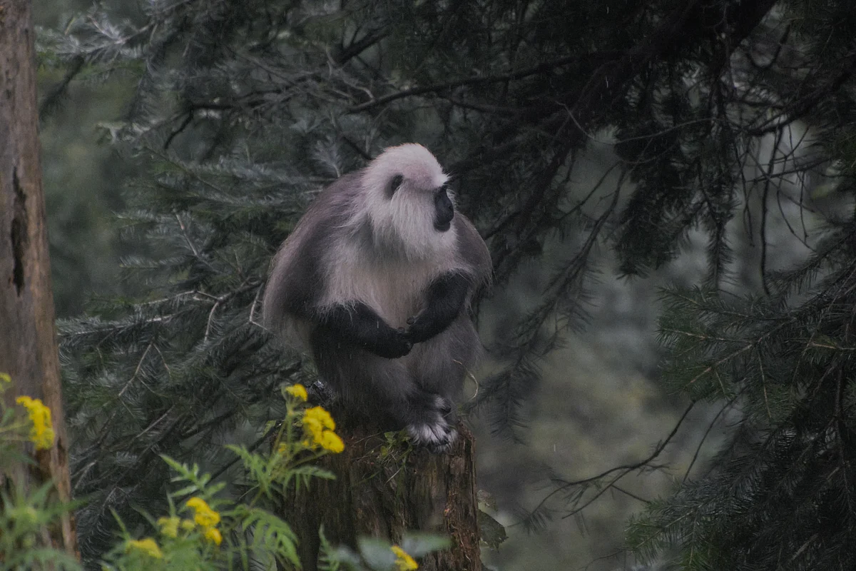 Using an ensemble modeling approach to predict the potential distribution for the Kashmir gray langur (Semnopithecus ajax)
