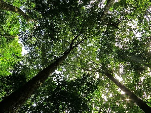 Canopy of mature rainforest in the core area of Dampa Tiger Reserve, Mizoram. (Photo: Zakhuma)