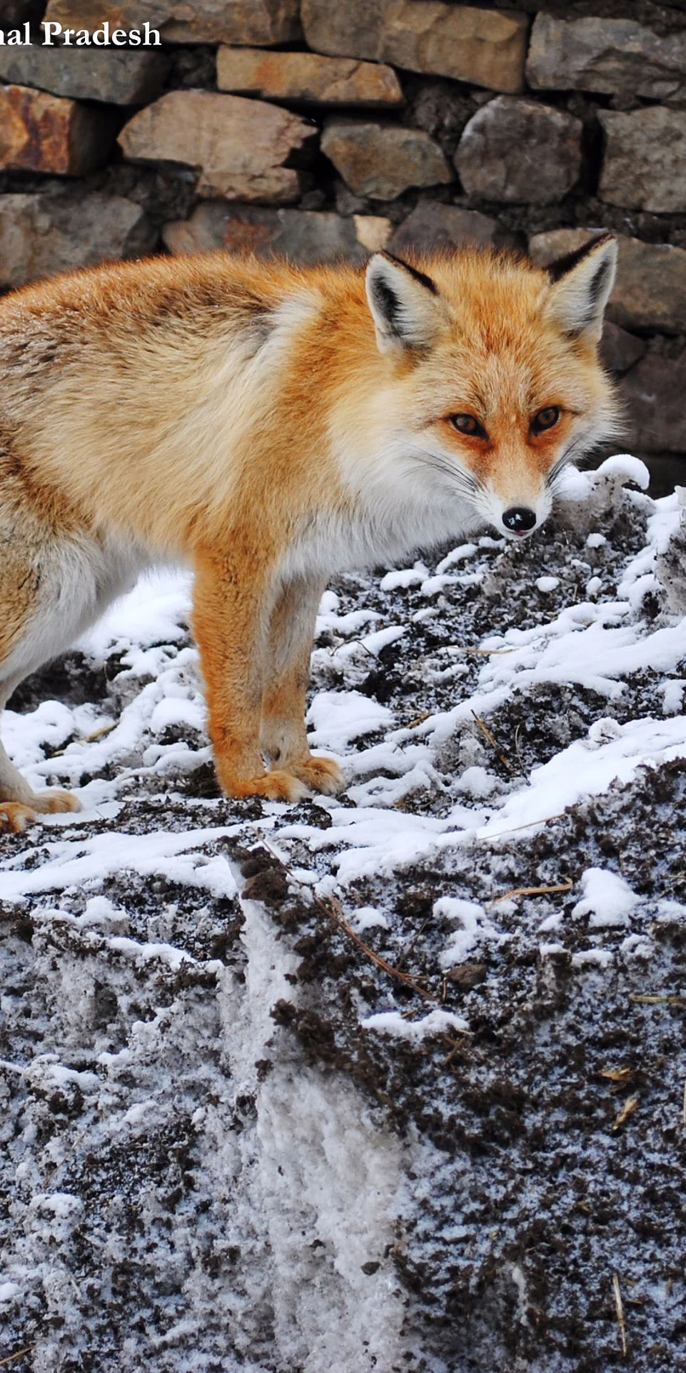 Data from: Response of the red fox to expansion of human habitation in the Trans-Himalayan mountains