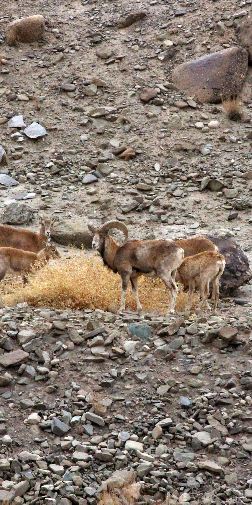 Understanding
distribution, population density and conservation status of the endemic and
threatened Ladakh urial Ovis orientalis vignei